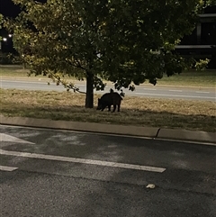 Sus scrofa (Pig (feral)) at Wright, ACT - Yesterday by teeniiee