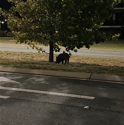 Sus scrofa (Pig (feral)) at Wright, ACT - Yesterday by teeniiee