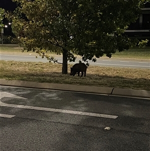 Sus scrofa at Wright, ACT - suppressed
