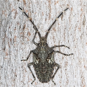 Alcaeus varicornis at Belconnen, ACT - 7 May 2025 by kasiaaus