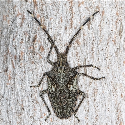 Alcaeus varicornis at Belconnen, ACT - 7 May 2025 by kasiaaus