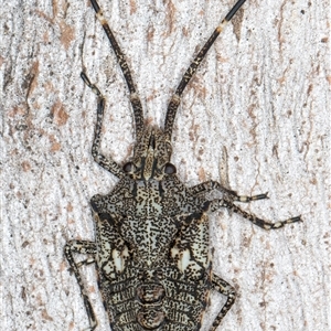 Alcaeus varicornis at Belconnen, ACT - 7 May 2025 12:58 PM