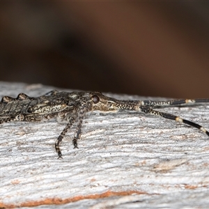 Alcaeus varicornis at Belconnen, ACT - 7 May 2025 12:58 PM