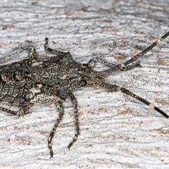 Alcaeus varicornis at Belconnen, ACT - 7 May 2025 12:58 PM
