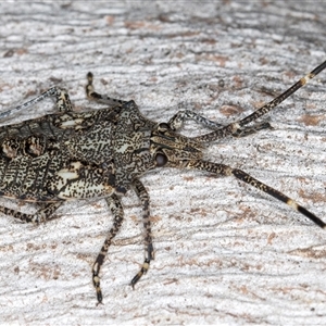 Alcaeus varicornis at Belconnen, ACT - 7 May 2025 12:58 PM