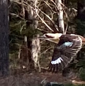 Unverified Intermediate size at Bright, VIC - Today by jks