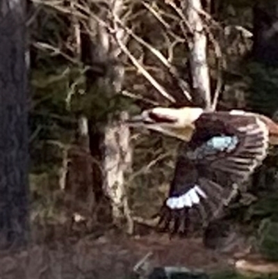 Unverified Intermediate size at Bright, VIC - Today by jks