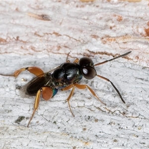 Unverified Parasitic wasp (numerous families) at Belconnen, ACT - 7 May 2025 by kasiaaus