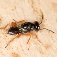 Agamerion (Genus) at suppressed - suppressed