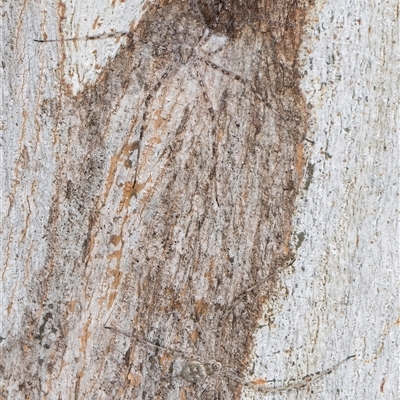 Tamopsis sp. (genus) (Two-tailed spider) at Belconnen, ACT - 7 May 2025 by kasiaaus