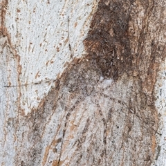 Tamopsis sp. (genus) at Belconnen, ACT - 7 May 2025 12:57 PM