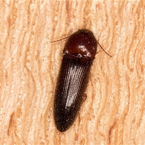 Unverified Click beetle (Elateridae) at Belconnen, ACT - 7 May 2025 by kasiaaus