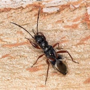 Daerlac cephalotes at Belconnen, ACT - 7 May 2025 by kasiaaus