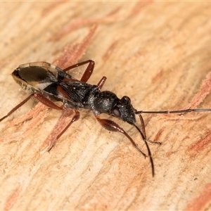 Daerlac cephalotes at Belconnen, ACT - 7 May 2025 01:06 PM