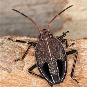 Theseus modestus at Belconnen, ACT - 7 May 2025 01:15 PM