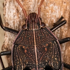 Theseus modestus at Belconnen, ACT - 7 May 2025 01:15 PM