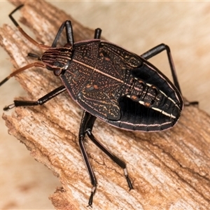 Theseus modestus at Belconnen, ACT - 7 May 2025 01:15 PM