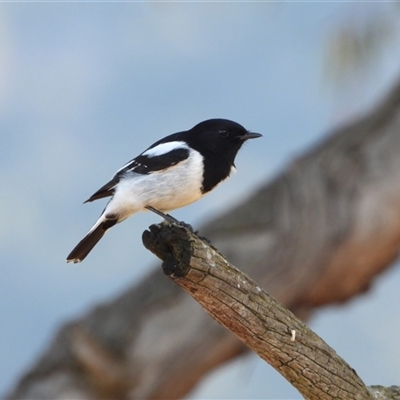 Melanodryas cucullata cucullata at Tharwa, ACT - Yesterday by LineMarie