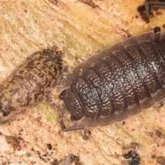 Porcellio scaber at Belconnen, ACT - 7 May 2025 by kasiaaus