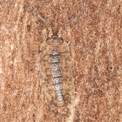 Porcellio scaber at Belconnen, ACT - 7 May 2025 01:18 PM