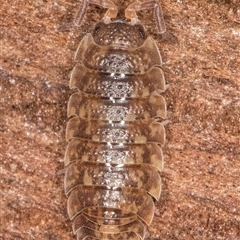 Porcellio scaber at Belconnen, ACT - 7 May 2025 01:18 PM