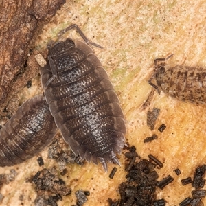 Porcellio scaber at Belconnen, ACT - 7 May 2025 01:18 PM