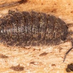 Porcellio scaber at Belconnen, ACT - 7 May 2025 01:18 PM