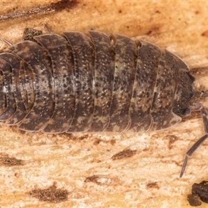Porcellio scaber at Belconnen, ACT - 7 May 2025 01:18 PM