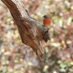 Petroica boodang at Tharwa, ACT - Yesterday by LineMarie