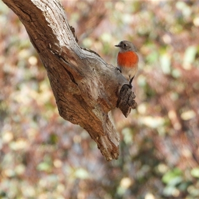 Petroica boodang at Tharwa, ACT - Yesterday by LineMarie