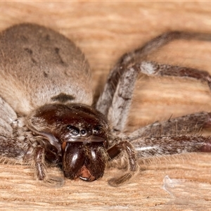 Isopeda canberrana (Canberra Huntsman Spider) at Belconnen, ACT - 7 May 2025 by kasiaaus