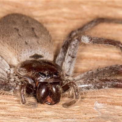 Isopeda canberrana (Canberra Huntsman Spider) at Belconnen, ACT - 7 May 2025 by kasiaaus