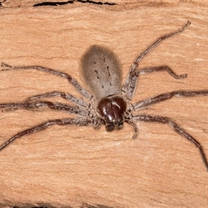 Isopeda canberrana at Belconnen, ACT - 7 May 2025 01:21 PM