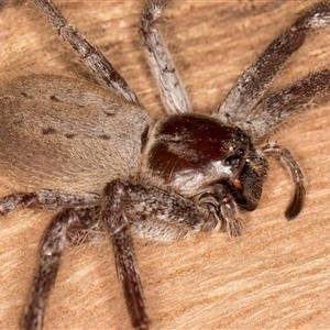 Isopeda canberrana at Belconnen, ACT - 7 May 2025 01:21 PM