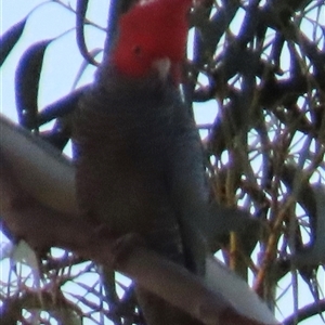 Callocephalon fimbriatum at Aranda, ACT - Today by lbradley