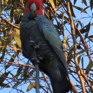 Callocephalon fimbriatum at Aranda, ACT - Today by lbradley