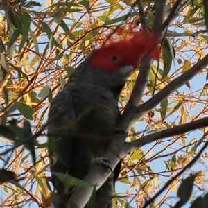 Callocephalon fimbriatum at Aranda, ACT - Today by lbradley