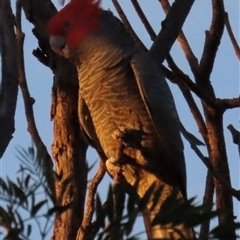 Callocephalon fimbriatum at Aranda, ACT - Yesterday by lbradley