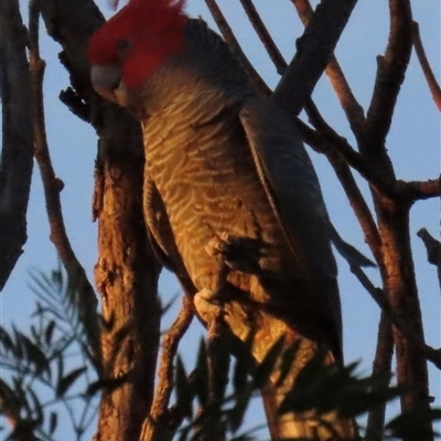 Callocephalon fimbriatum at Aranda, ACT - Yesterday by lbradley