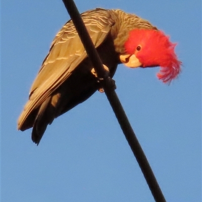Callocephalon fimbriatum at Aranda, ACT - Yesterday by lbradley