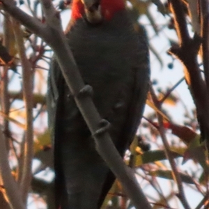 Callocephalon fimbriatum at Aranda, ACT - Today by lbradley
