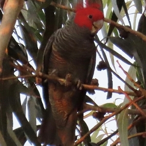 Callocephalon fimbriatum at Aranda, ACT - Today by lbradley