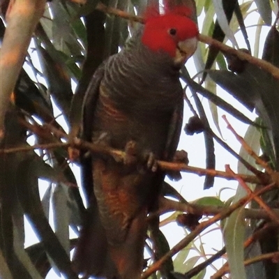 Callocephalon fimbriatum at Aranda, ACT - Yesterday by lbradley