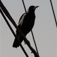 Gymnorhina tibicen at Aranda, ACT - Yesterday by lbradley