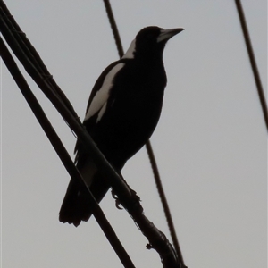 Gymnorhina tibicen at Aranda, ACT - Today by lbradley