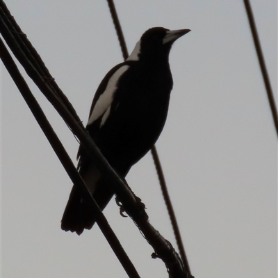 Gymnorhina tibicen at Aranda, ACT - Yesterday by lbradley