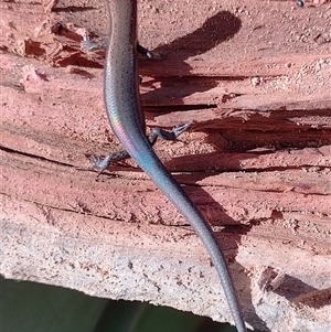 Lampropholis delicata at Symonston, ACT - Today by CallumBraeRuralProperty