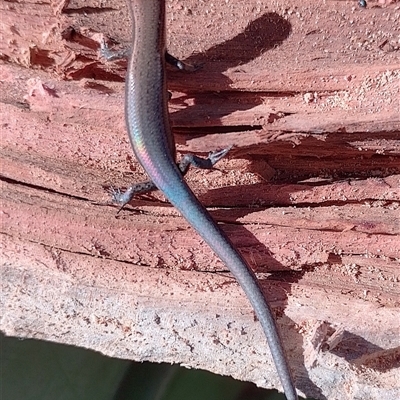 Lampropholis delicata (Delicate Skink) at Symonston, ACT - Yesterday by CallumBraeRuralProperty