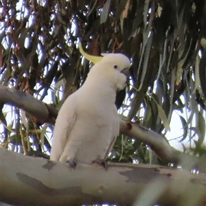 Cacatua galerita at Aranda, ACT - Today by lbradley