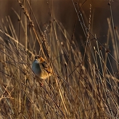 Cisticola exilis at Throsby, ACT - 8 May 2025 by TCosta